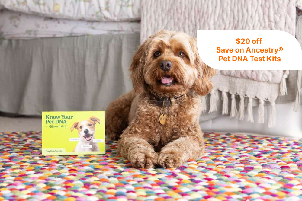$20 off

Save on Ancestry® Pet DNA Test Kits